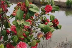 皇马上诉西足协未果，将走法律途径寻求公正